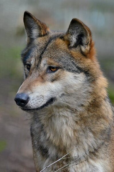 Beispielbild eines Wolfs