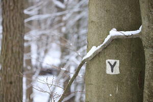 Schwarzes Y auf weißem Grund als Markierung für die sogenannte Y-Route im Büdinger Wald